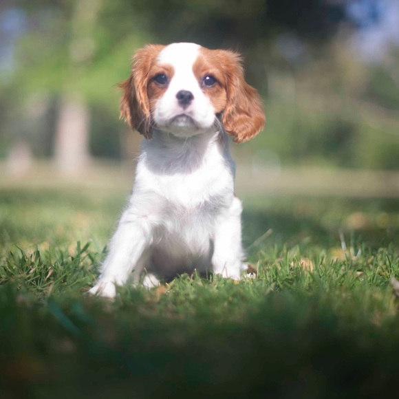 Meet your Posher, Nikky - Picture 4 of 8